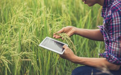 Do Instinto à Estratégia: A Evolução da Tomada de Decisão no Campo